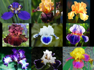 iris flowers