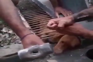 Hunde-Rettung