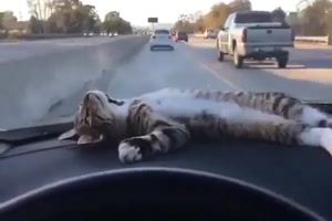 Gechillte Katze im Auto