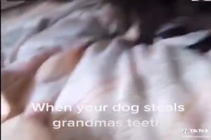 wenn der Hund Omas Zhne stiehlt
