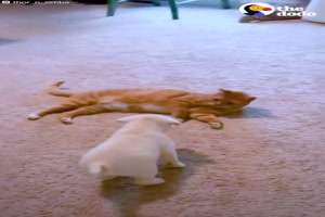 Katze und Hund - eine lustige Freundschaft