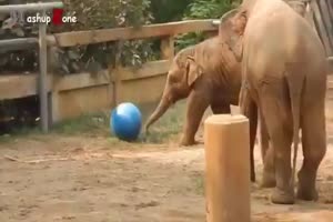 Lustige Elefanten-Baby's