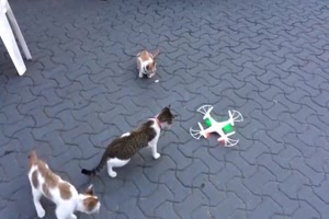 Katzen begutachten eine Drohne