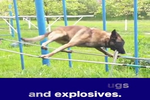 Polizeihund beim Training