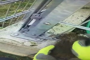 Igel-Befreiung.mp4 auf www.funpot.net