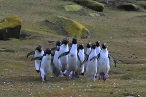 Pinguine sind lustig