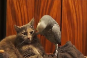 Katze ist genervt von Papagei