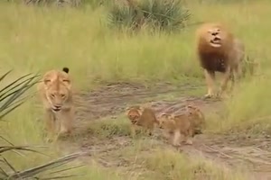 Brüll-Übungen der kleinen Löwen