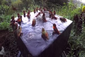Kolibri-Pool-Party