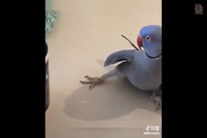 Süße Vögel