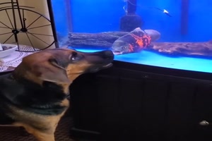 Hund beobachtet das Aquarium