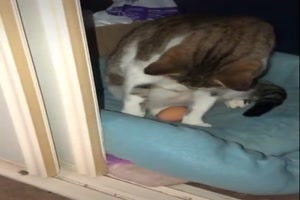 Katze beschtzt das Ei