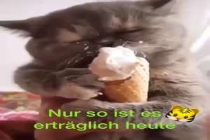 Katze schleckt ein Eis