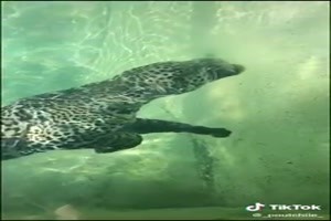 Wunderschoener Jaguar unter Wasser