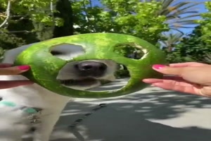 Der Wassermelonen-Hund