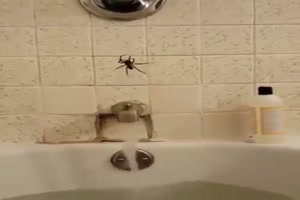 Die Spinne im Bad