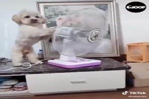 Hund schaltet Ventilator ein
