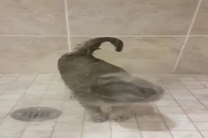 Katze duscht