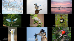 The 2020 Audubon Photography Awards Winners Top 50