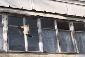 Katze hangelt sich an den Fenstern entlang