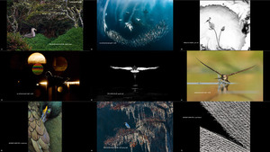 Bird Photographer of the Year 2020 Winners 1