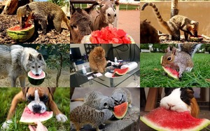 Animals Love Watermelon - Tiere lieben Wassermelone