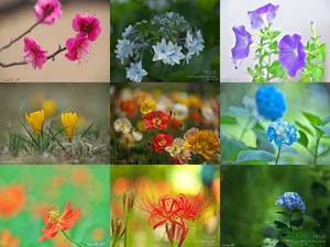Ben Yamada - Floralies - Blumen ... nicht blttern