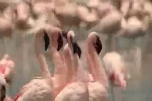Die-Suche-nach-Gerti.mp4 auf www.funpot.net