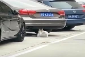 Bisschen Frühsport für die Katze