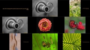 Amazing Macro Winners of the International Garden Photograph
