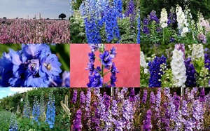 Delphiniums 1 - Rittersporn 1