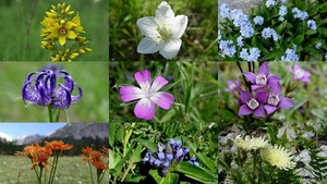 Flowers in the Mountain-World - Blumen in der Bergwelt