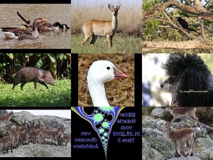 Bilder-Galerie - Tiere