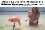 Was-Tiere-so-denken.mp4 auf www.funpot.net