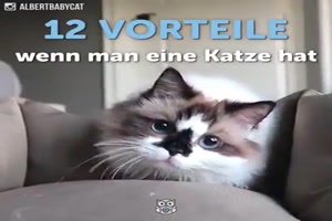 12 Vorteile wenn man eine Katze hat