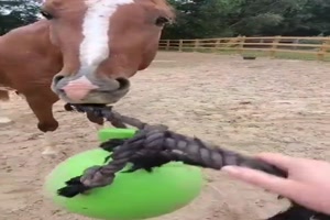 Pferd spielt Ball