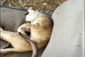 Katze und Schlange