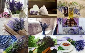 Lavender Still Lifes - Lavendel-Stillleben