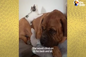 135-Pound Mastiff Becomes Obsessed With A Tiny Kitten -