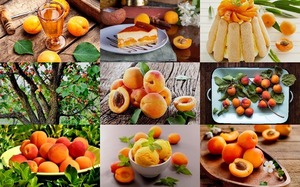 Apricots - Aprikosen