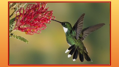 Colibris - Kolibri ... nicht blttern