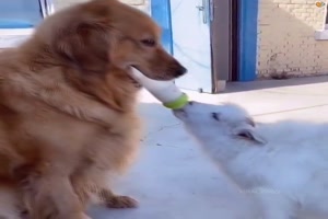 Golden Retriever Makes Friends With Baby Sheep -