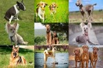 Les-différentes-races-de-Chien---verschiedene-Hunderassen.pps auf www.funpot.net