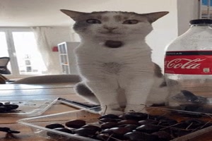 Katze spielt mit Kirsche