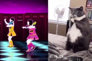 Katze will den Tanz mitmachen
