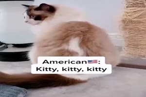 Welche Nationalitt hat diese Katze