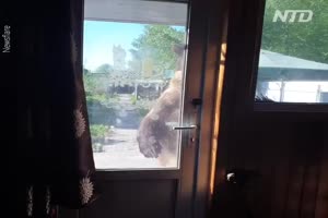 Ein Bär als Haustier