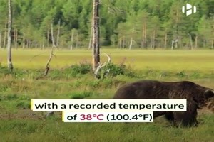 Hoechste Temperatur der Erde