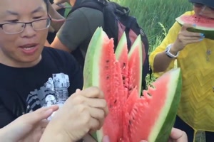 Professionell Melone schneiden