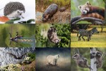 Tiere-2.ppsx auf www.funpot.net